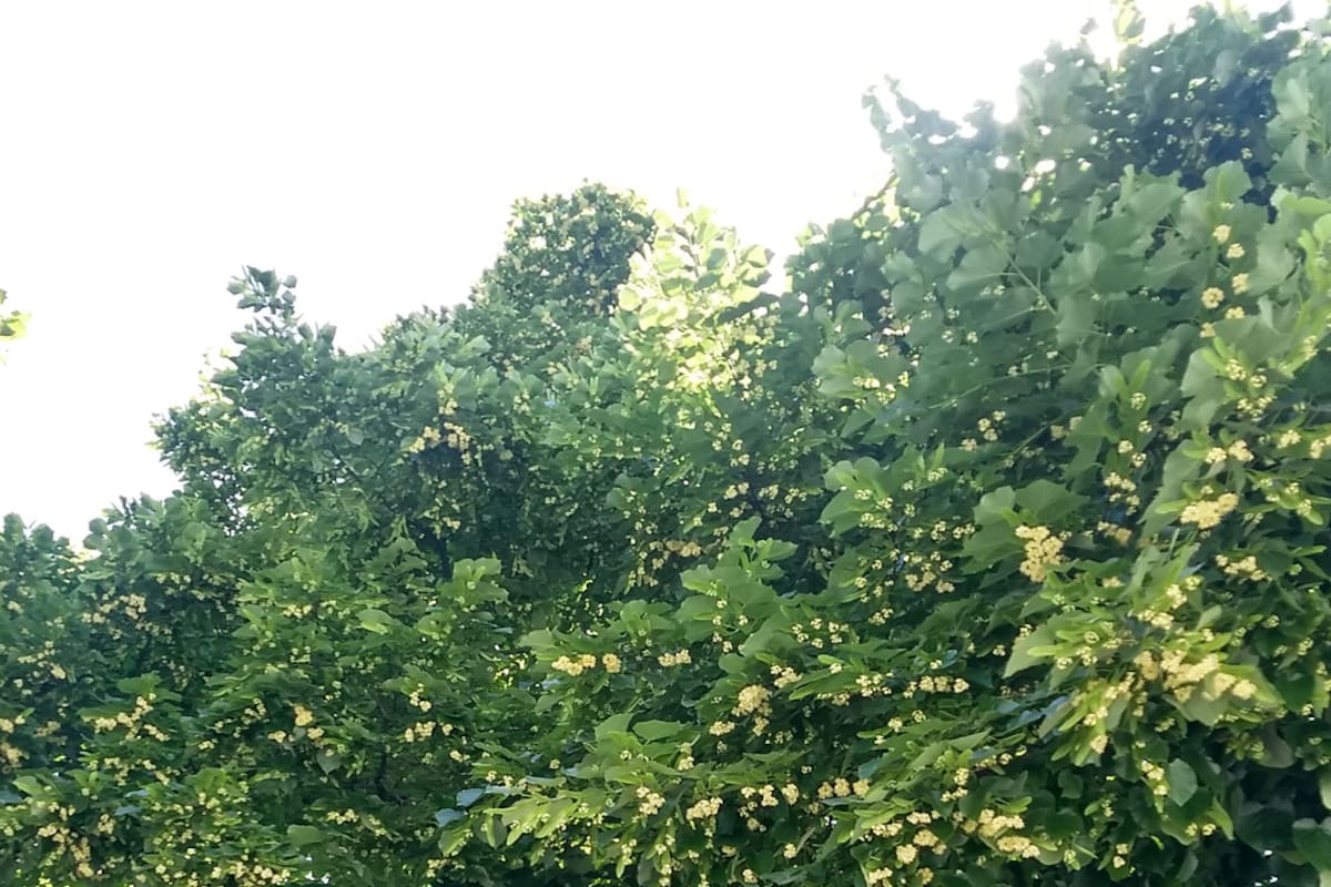 La Plata: florecieron los tilos y ya perfuman la ciudad de las diagonales