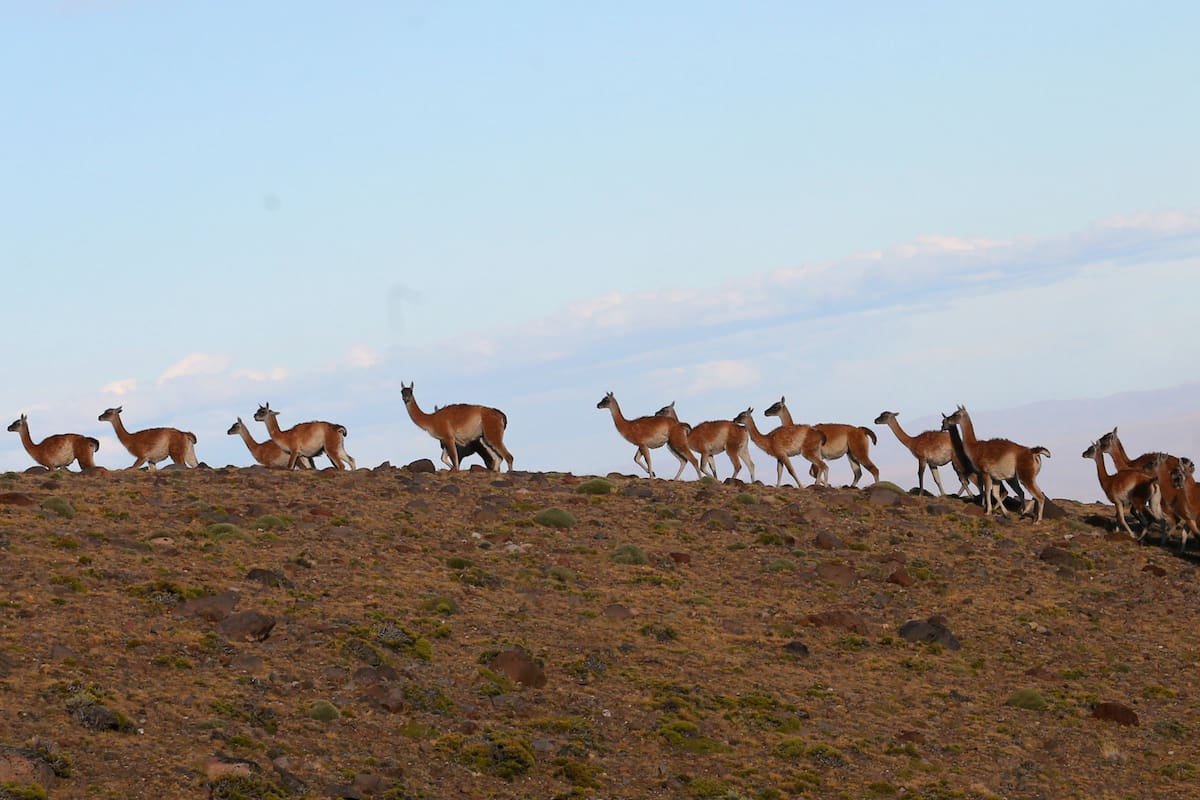 Los guanacos desplazan a las ovejas y el turismo cambia el perfil productivo de Santa Cruz