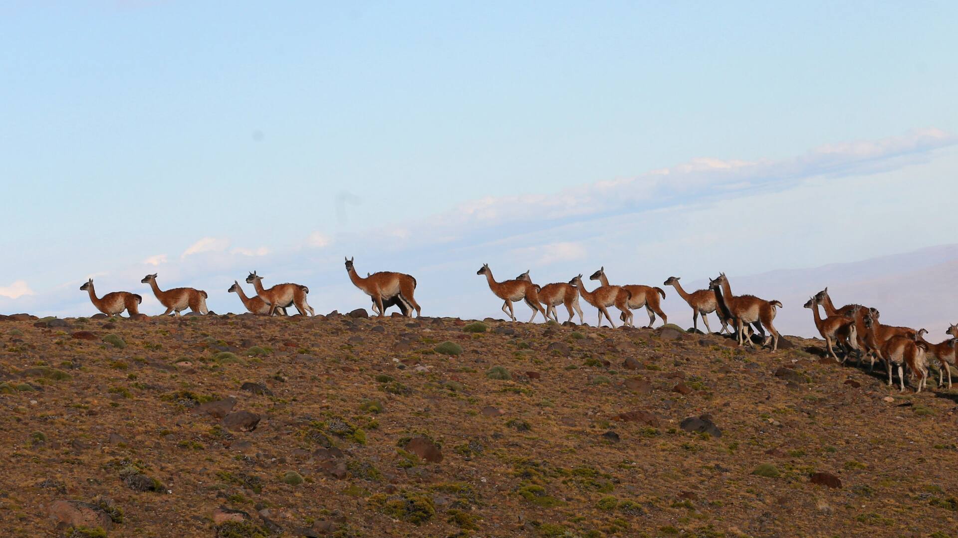 Los guanacos desplazan a las ovejas y el turismo cambia el perfil productivo de Santa Cruz