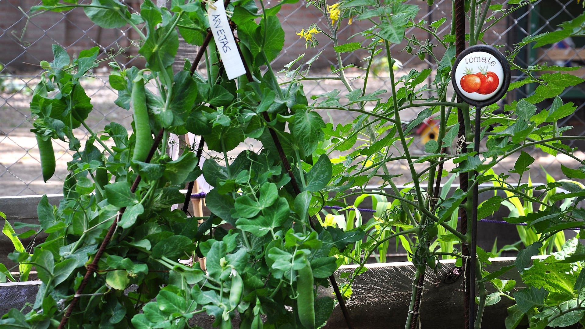 Seis plantas para ahuyentar plagas de manera natural