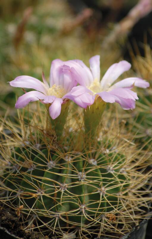 Cactus y suculentas. En primavera también necesitan cuidados