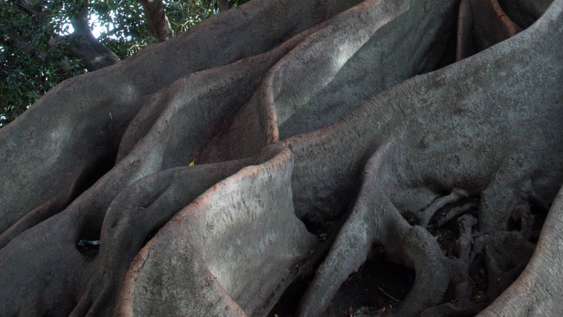 Conocé los árboles de la Ciudad que fueron testigos de la historia del país