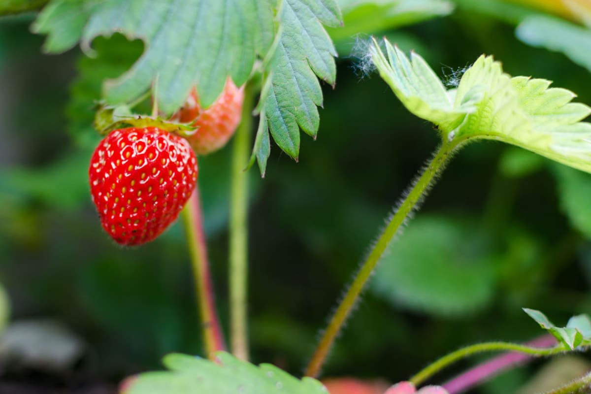Cómo cultivar frutillas en casa y preparar exquisitas recetas