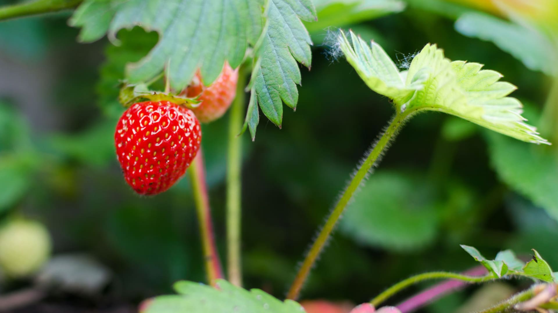 Cómo cultivar frutillas en casa y preparar exquisitas recetas