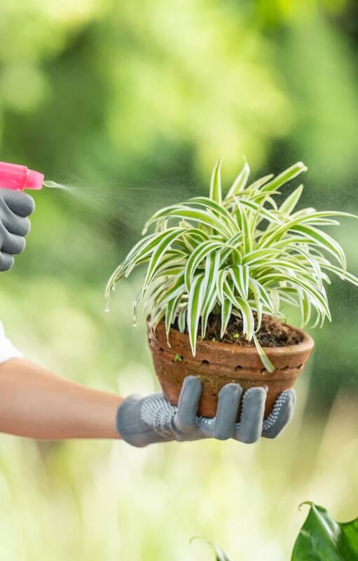 La verdad sobre los fertilizantes otoñales: ¿Es realmente necesario alimentar tus plantas ahora?