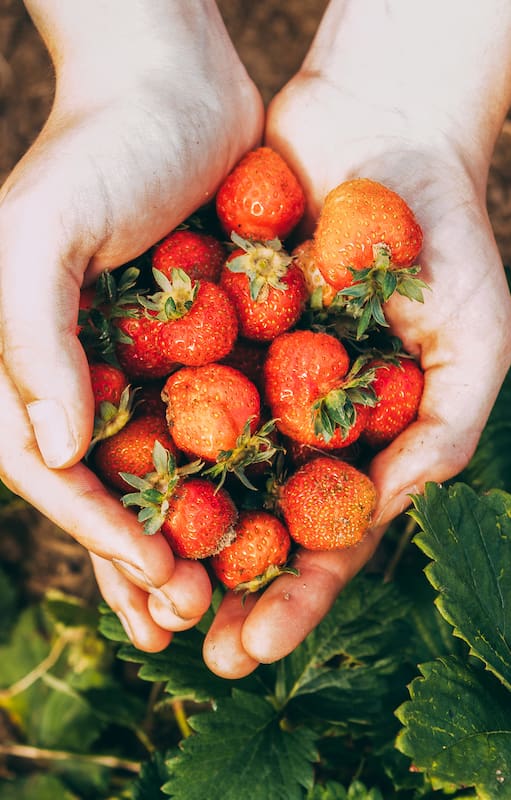 Frutillas: la guía práctica y fácil para cultivarlas en tu casa