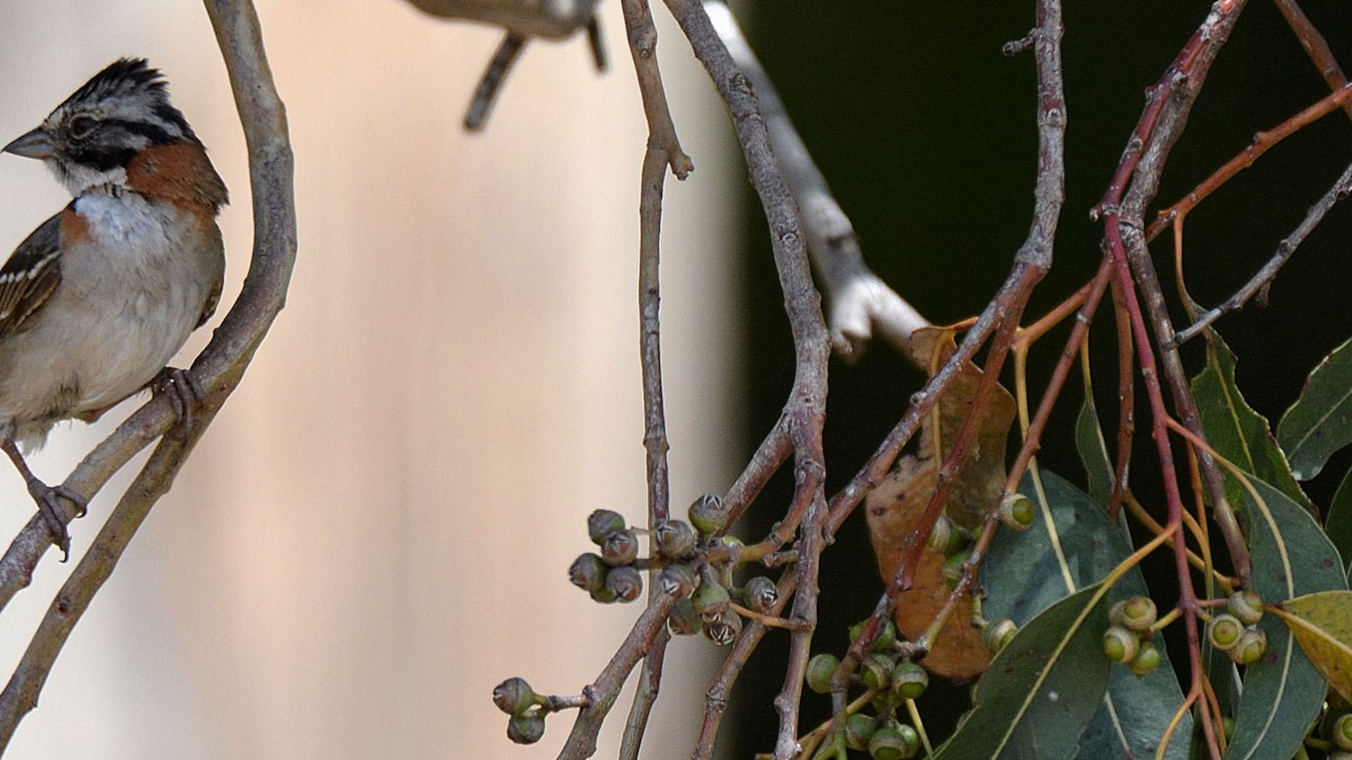 Aves: ¿quién canta en tu jardín?