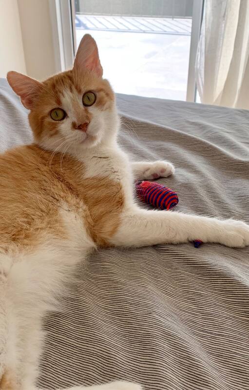 Sorpresa. Finn, el gato callejero, con sarna y mimoso que fue adoptado al salir en las redes