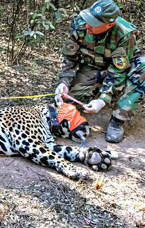 Rewilding: cuáles son las especies que se salvaron de la extinción en la Argentina