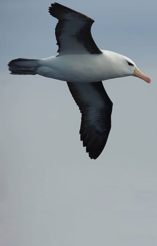Los albatros, viajeros incansables de los océanos