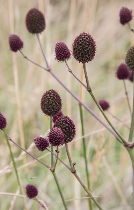 Emprendimientos: el vivero de semillas que busca proteger las flores silvestres de Uruguay