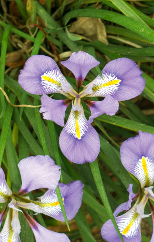 Cuáles son las 5 plantas de sombra que dan nueva vida donde no crece el pasto