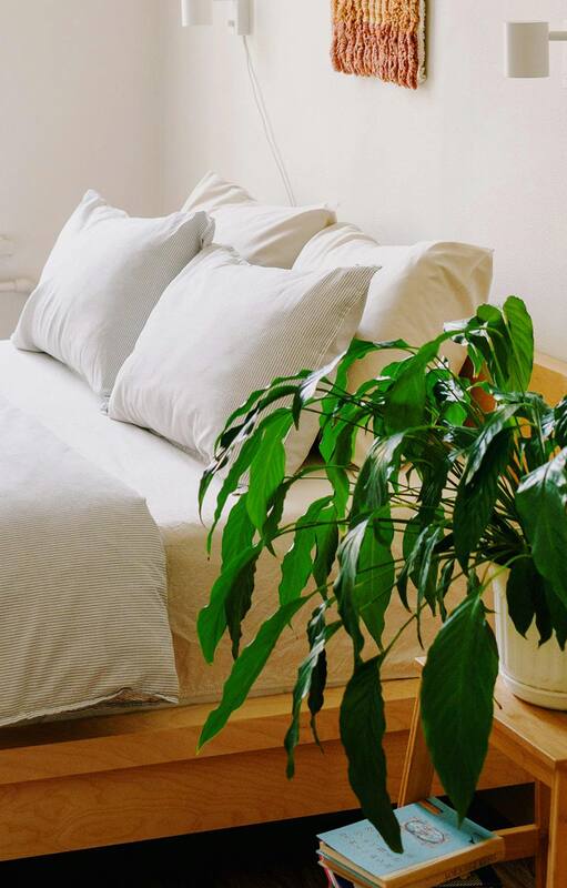 Por qué la ciencia ahora dice que tener plantas en el dormitorio es bueno para la salud