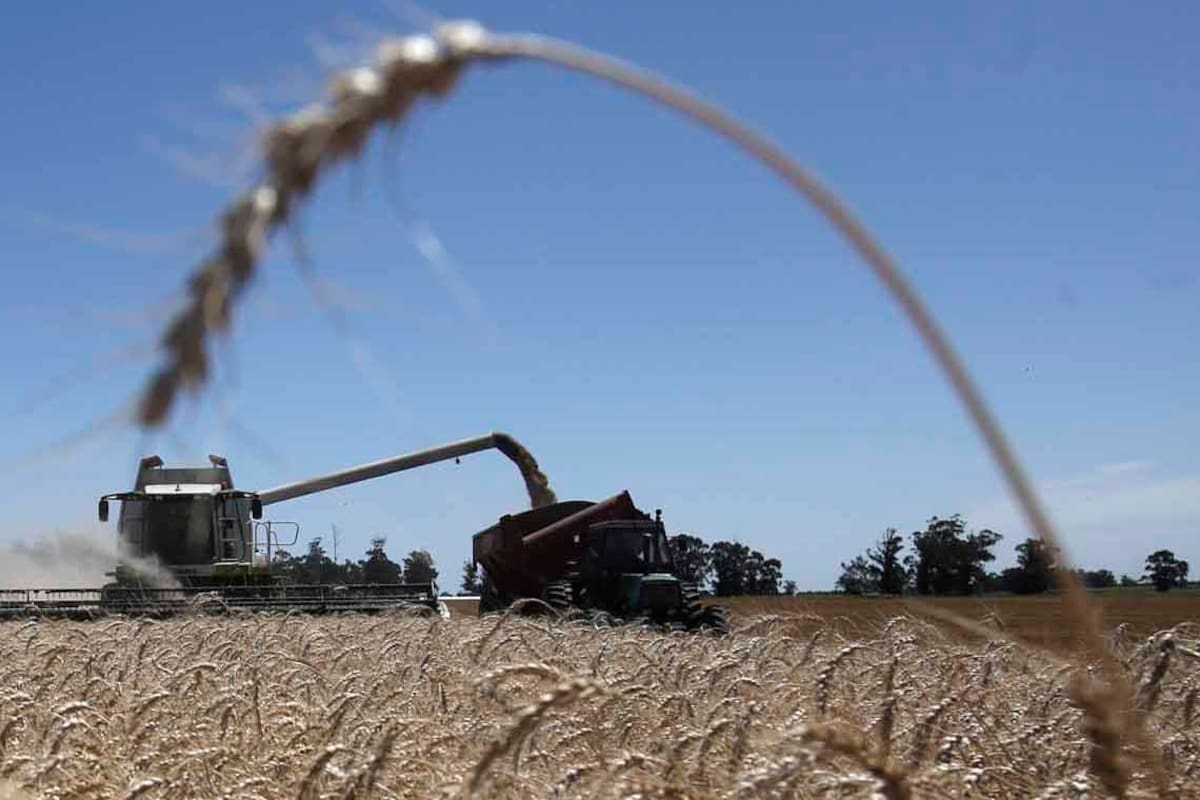Esperando la cosecha. El campo, tabla de salvación en tiempos de crisis