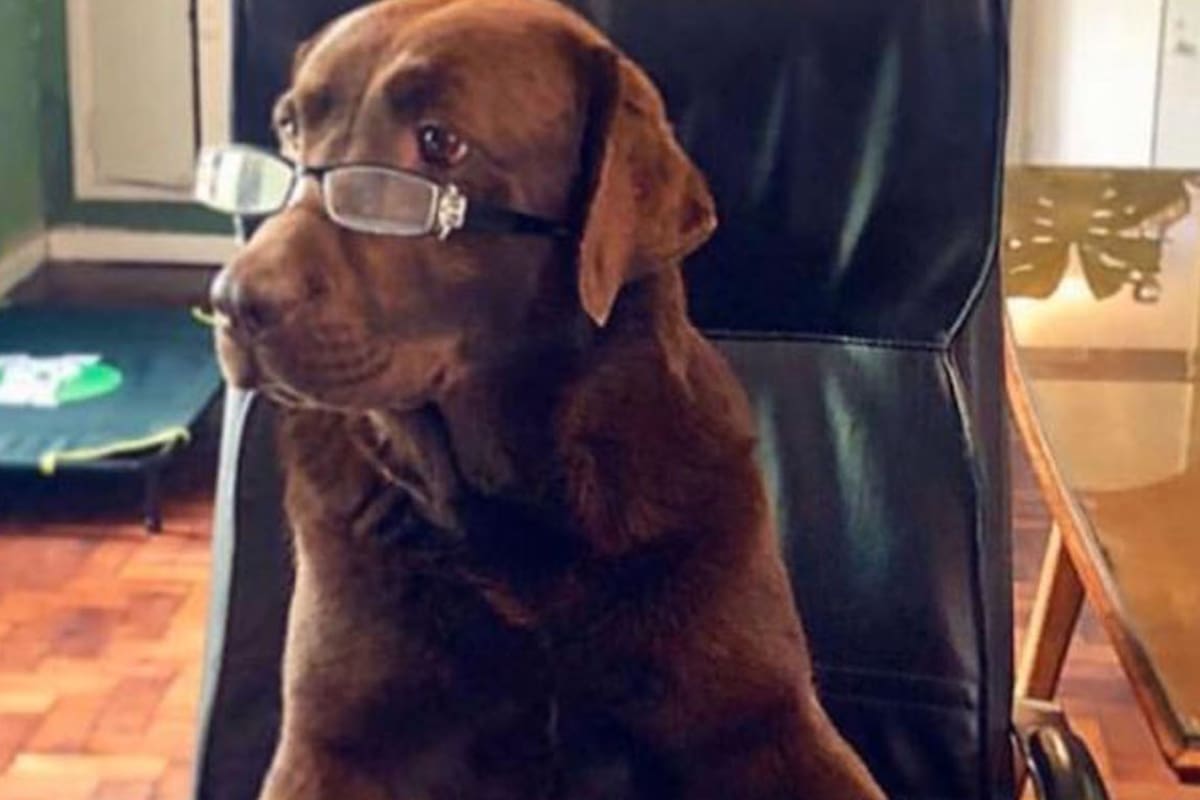 Cali. La perra argentina adiestrada para hacer entrevistas en una guardería canina