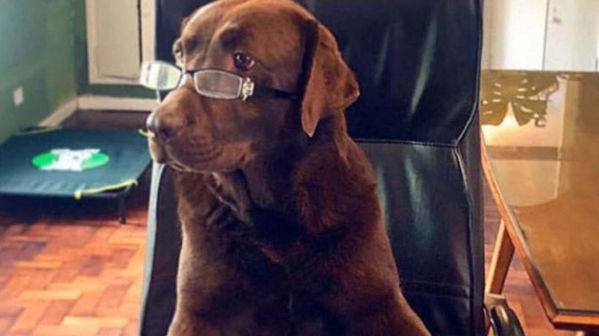 Cali. La perra argentina adiestrada para hacer entrevistas en una guardería canina