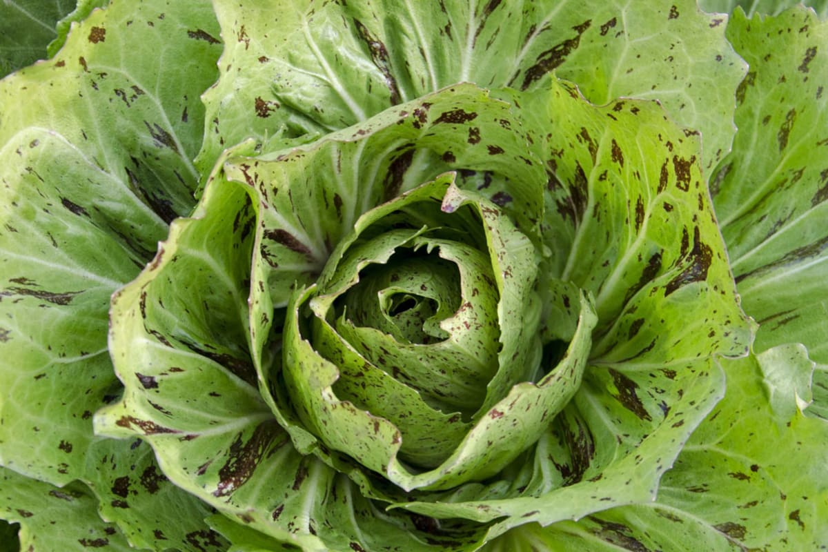 La huerta en casa: ocho verduras que podés cultivar en otoño