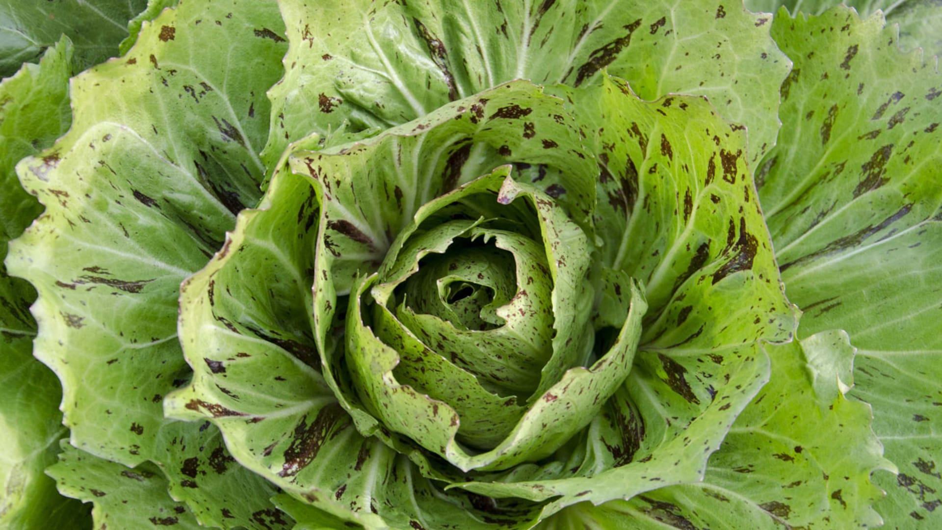 La huerta en casa: ocho verduras que podés cultivar en otoño