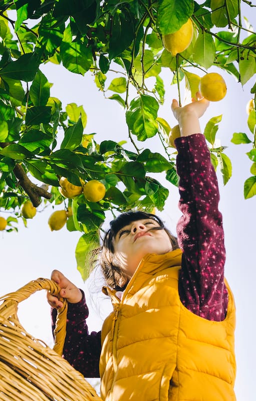 ¡Tu limonero lo va a agradecer! Esta es la manera correcta de cosechar tus limones