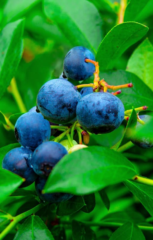 Cómo cultivar la fruta que mejora la memoria y aumenta la concentración