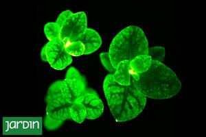 Plantas que brillan gracias a una modificación en su ADN