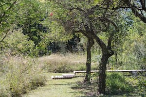 La incubadora de plantas nativas entrerrianas que nació de un sueño