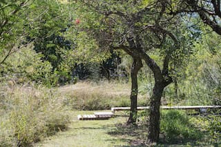 La incubadora de plantas nativas entrerrianas que nació de un sueño