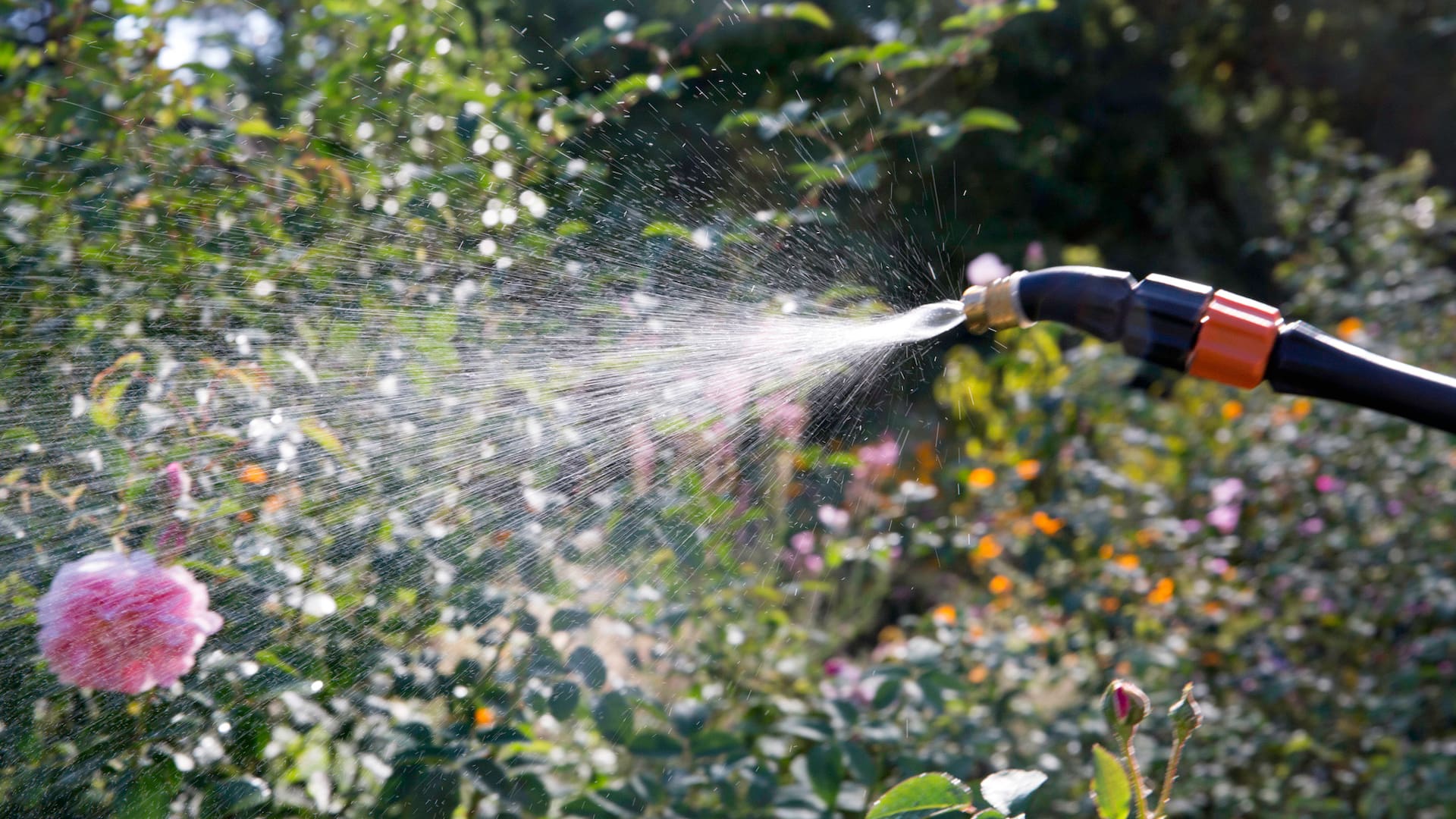 Temperatura extrema: cómo salvar tus plantas durante una ola de calor