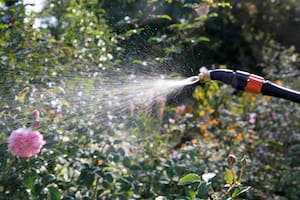 Qué no podemos dejar de hacer con nuestras plantas para salvarlas