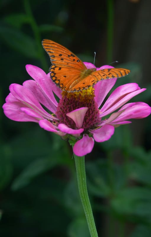 El nuevo libro sobre aves, plantas y mariposas que no puede faltar en tu biblioteca