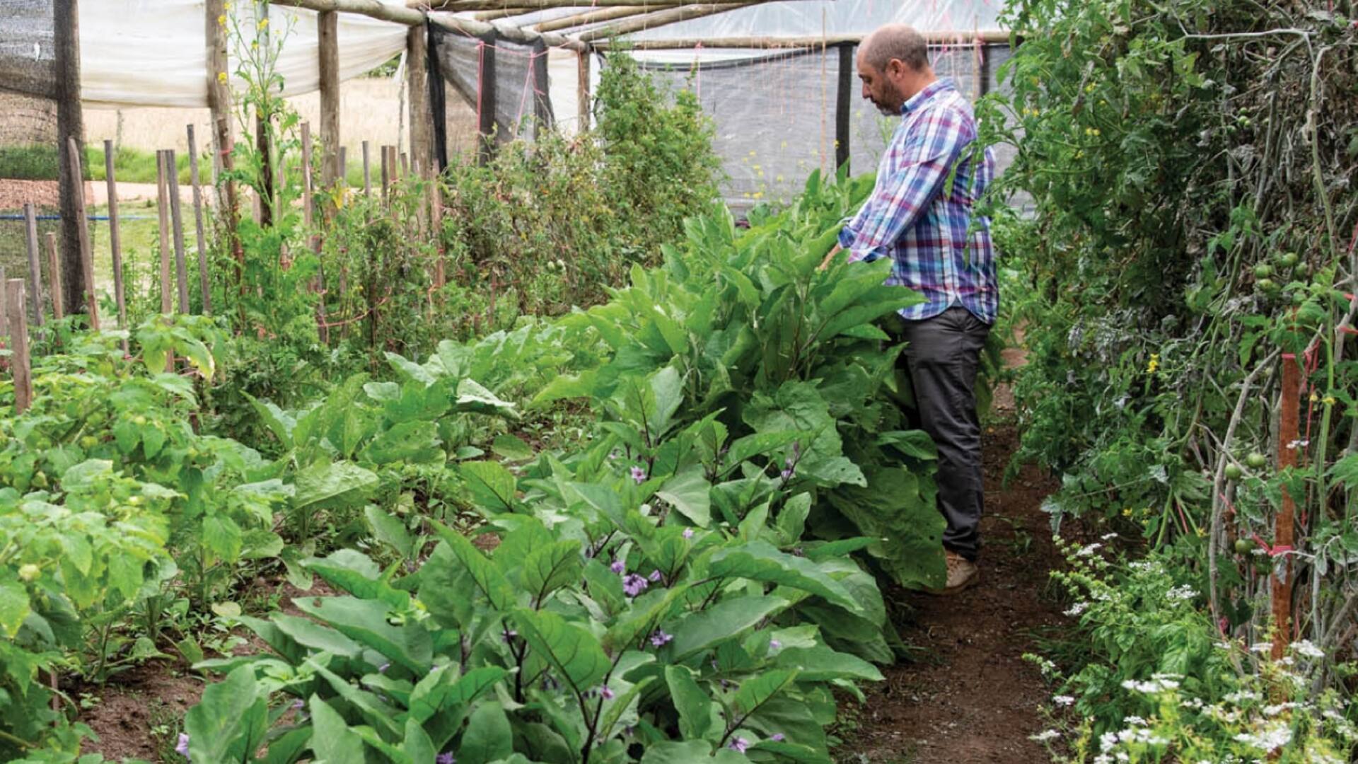 Productos orgánicos: cómo funciona la granja que provee a los restoranes más exclusivos de José Ignacio