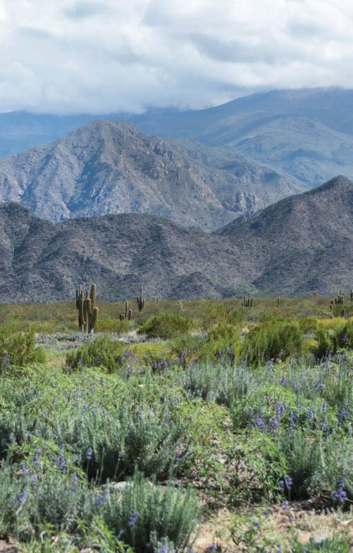 La Armonía, un campo de plantas aromáticas inspirado en la Provenza