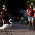 Zoos distintos