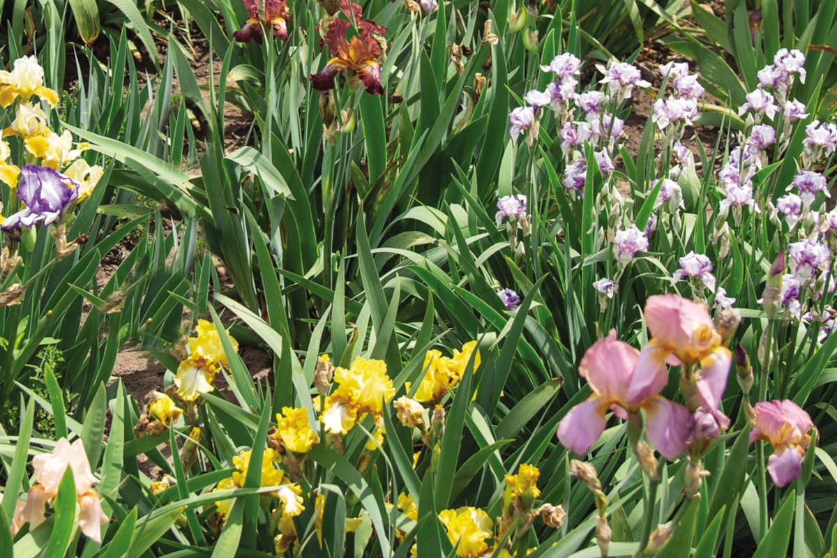 En Colón, provincia de Buenos Aires. El paraíso escondido de iris barbados