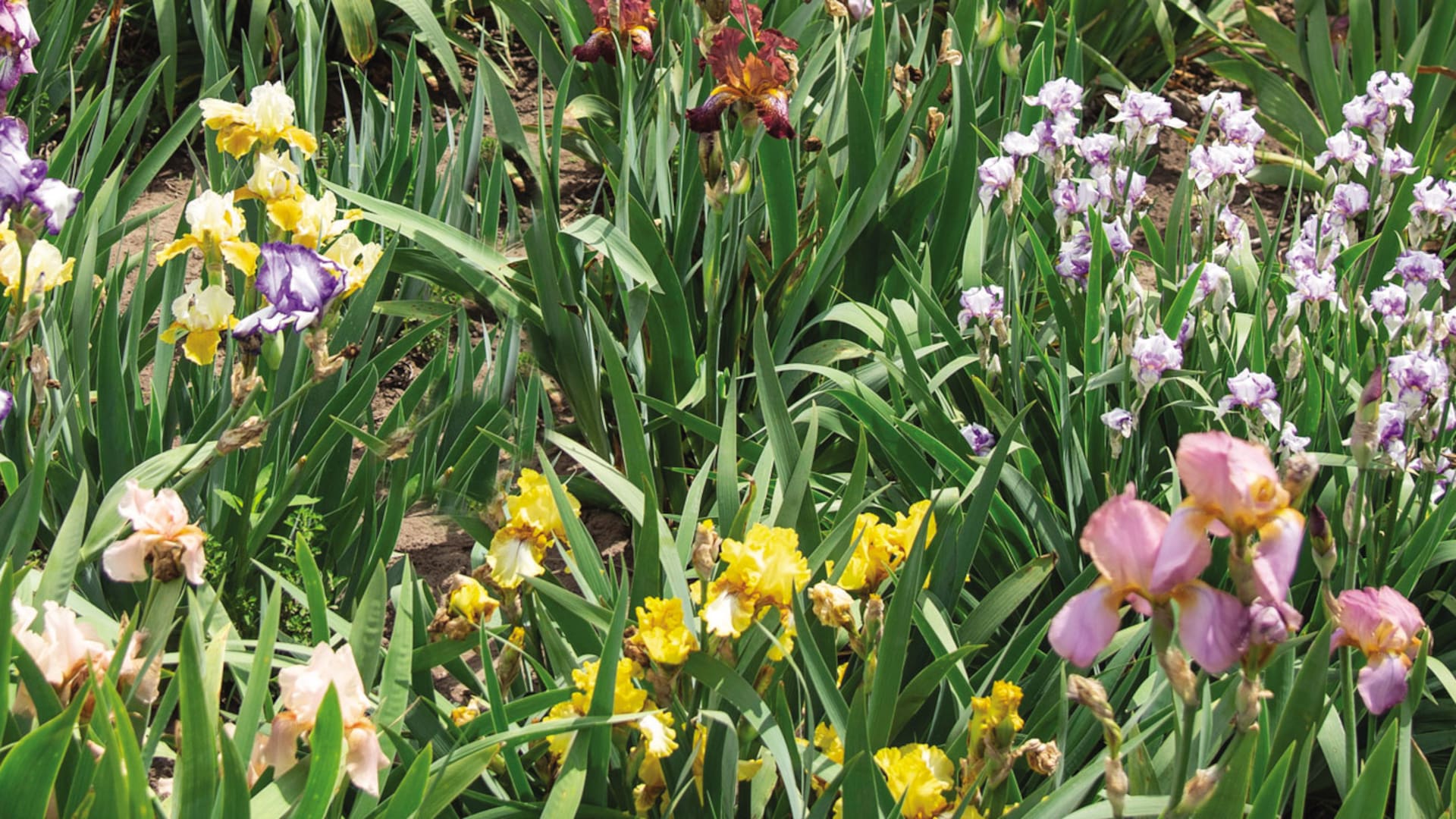 En Colón, provincia de Buenos Aires. El paraíso escondido de iris barbados