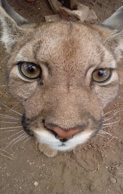 En Córdoba. El puma ciego que dejó una lección de vida
