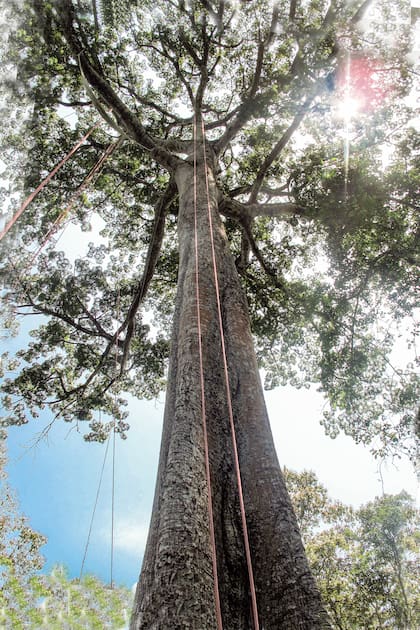 En el Amazonas: el árbol de más de 60 metros de altura que vive más de 60 años
