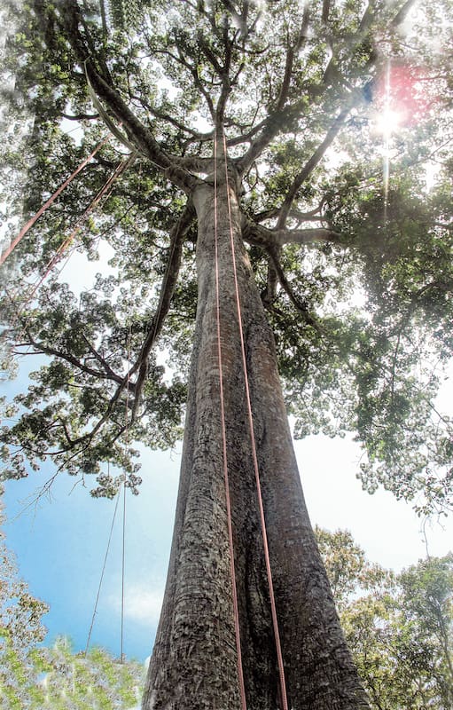 En el Amazonas: el árbol de más de 60 metros de altura que vive más de 60 años