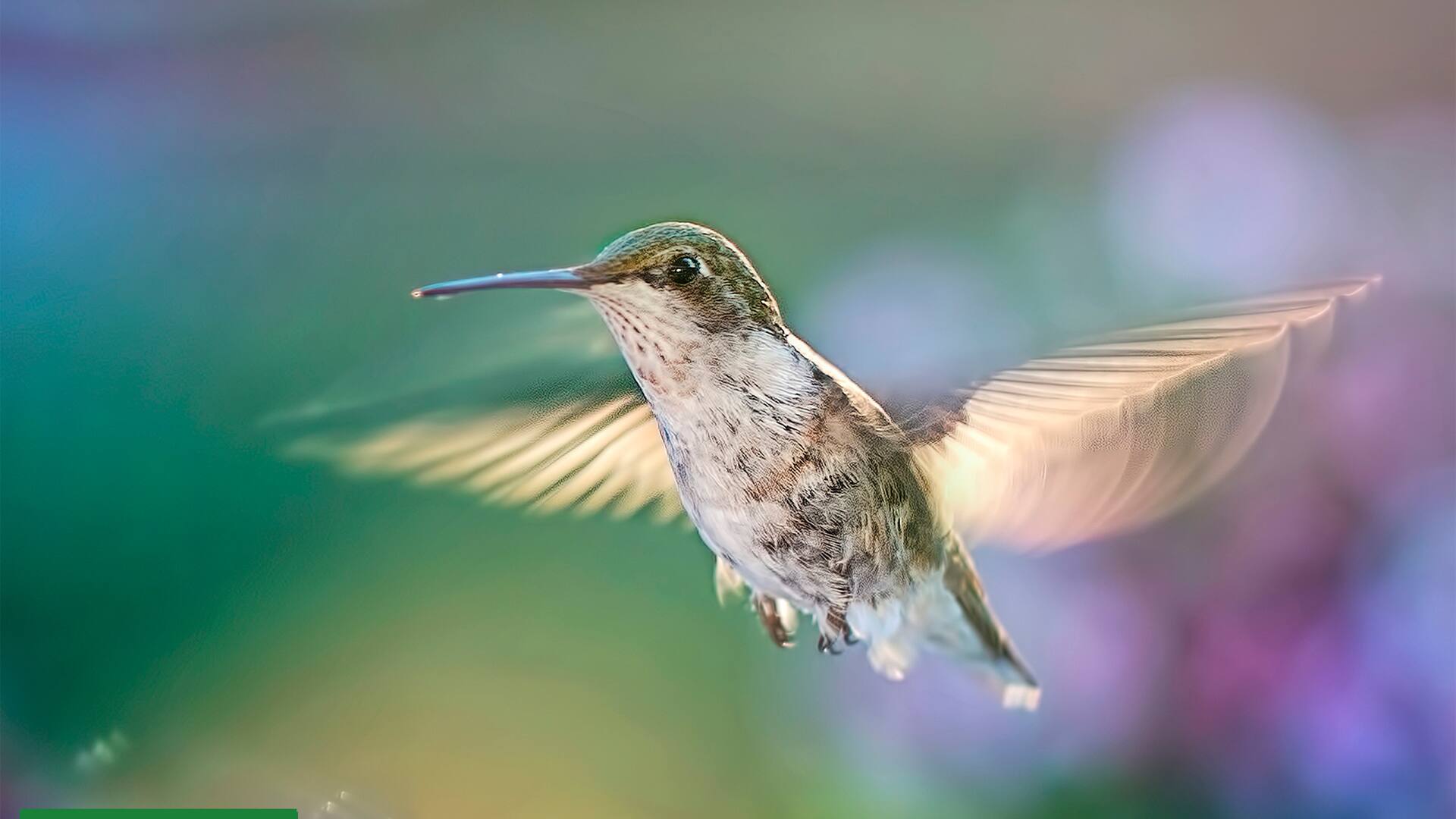 La belleza nativa que llenará de picaflores tu jardín