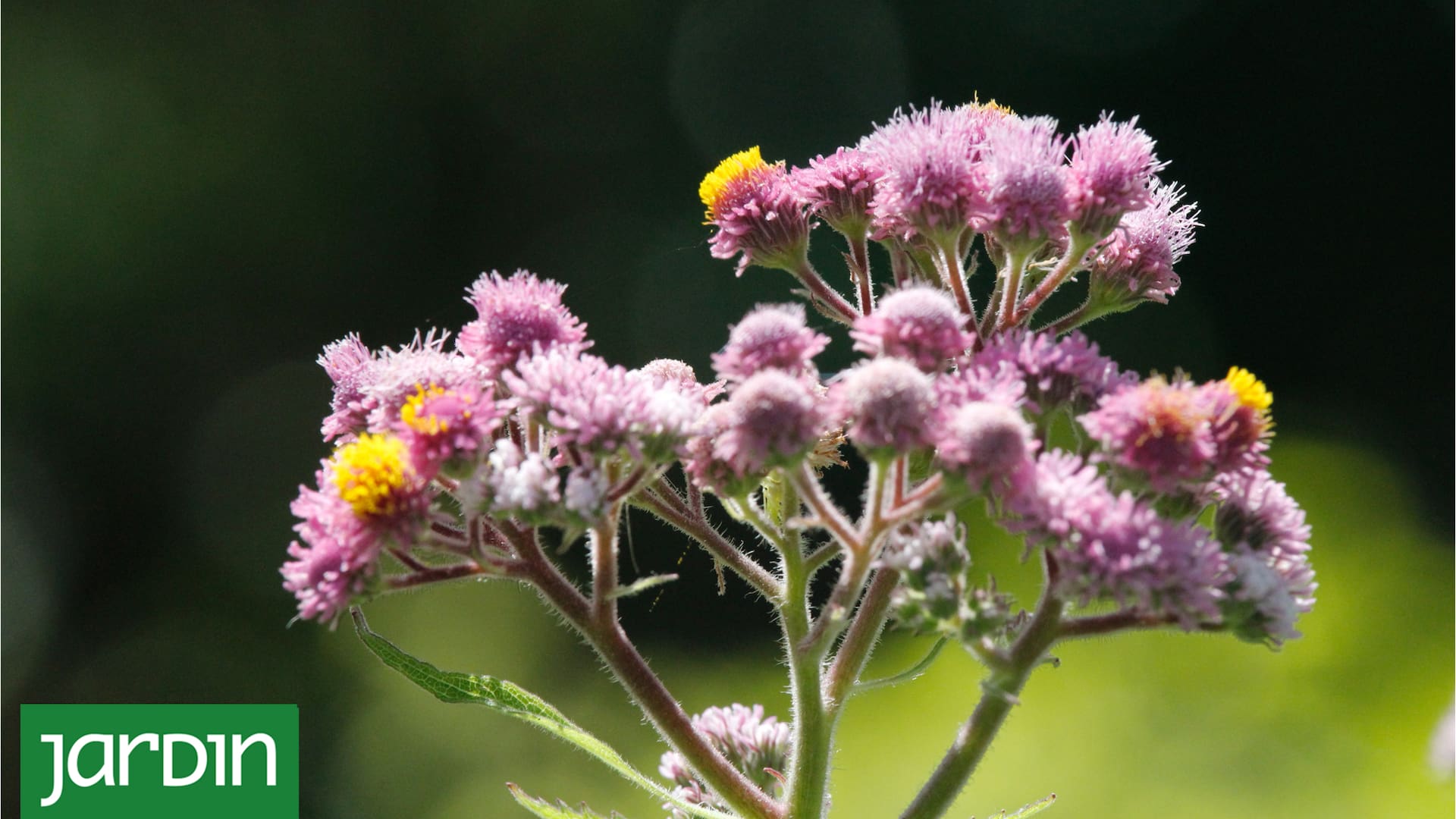 Las flores nativas más conocidas y aquellas que vale la pena conocer