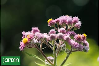 Flores nativas para sumar al jardín y cinco excepcionales que seguro no conocías