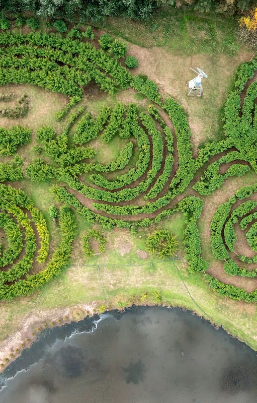Laberinto pampa es una obra en colaboración con la naturaleza donde los bambú son protagonistas
