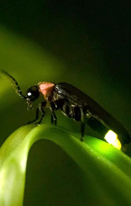 Se veían siempre de noche pero ahora cuesta encontrarlos. Qué pasó con estos insectos