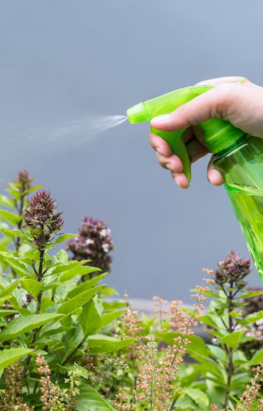 Te contamos cuándo y por qué algunas plantas necesitas fertilizantes en esta época