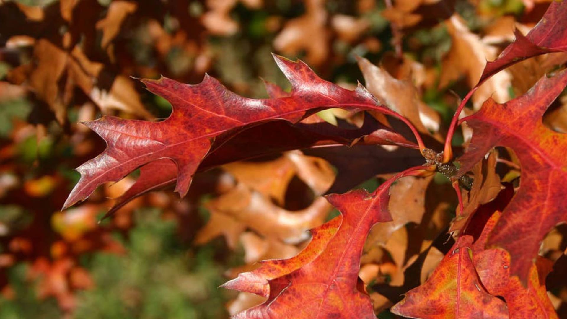 Las 20 tareas principales para hacer en tu jardín durante el otoño