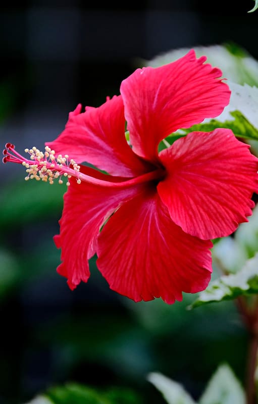 Todo lo que no sabías de esta flor que seguro viste en el patio de tu abuela