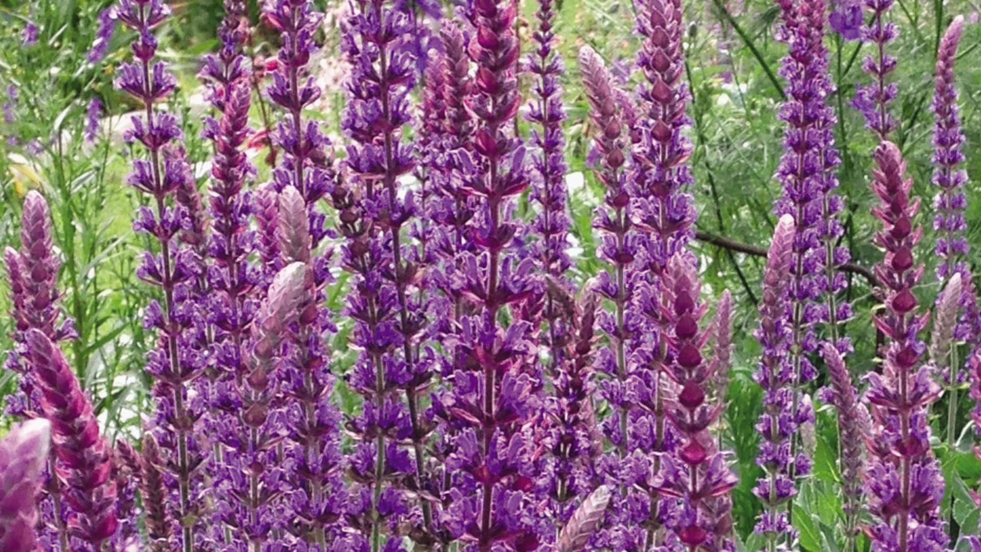 Vendió su empresa de calefacción y hoy se dedica al cultivo de salvias