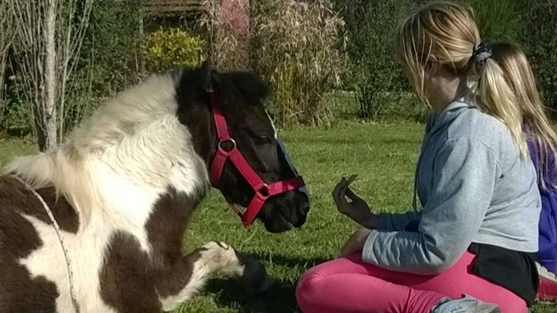 Afectos. Rescató del maltrato a un poni y después se sorprendió con su accionar