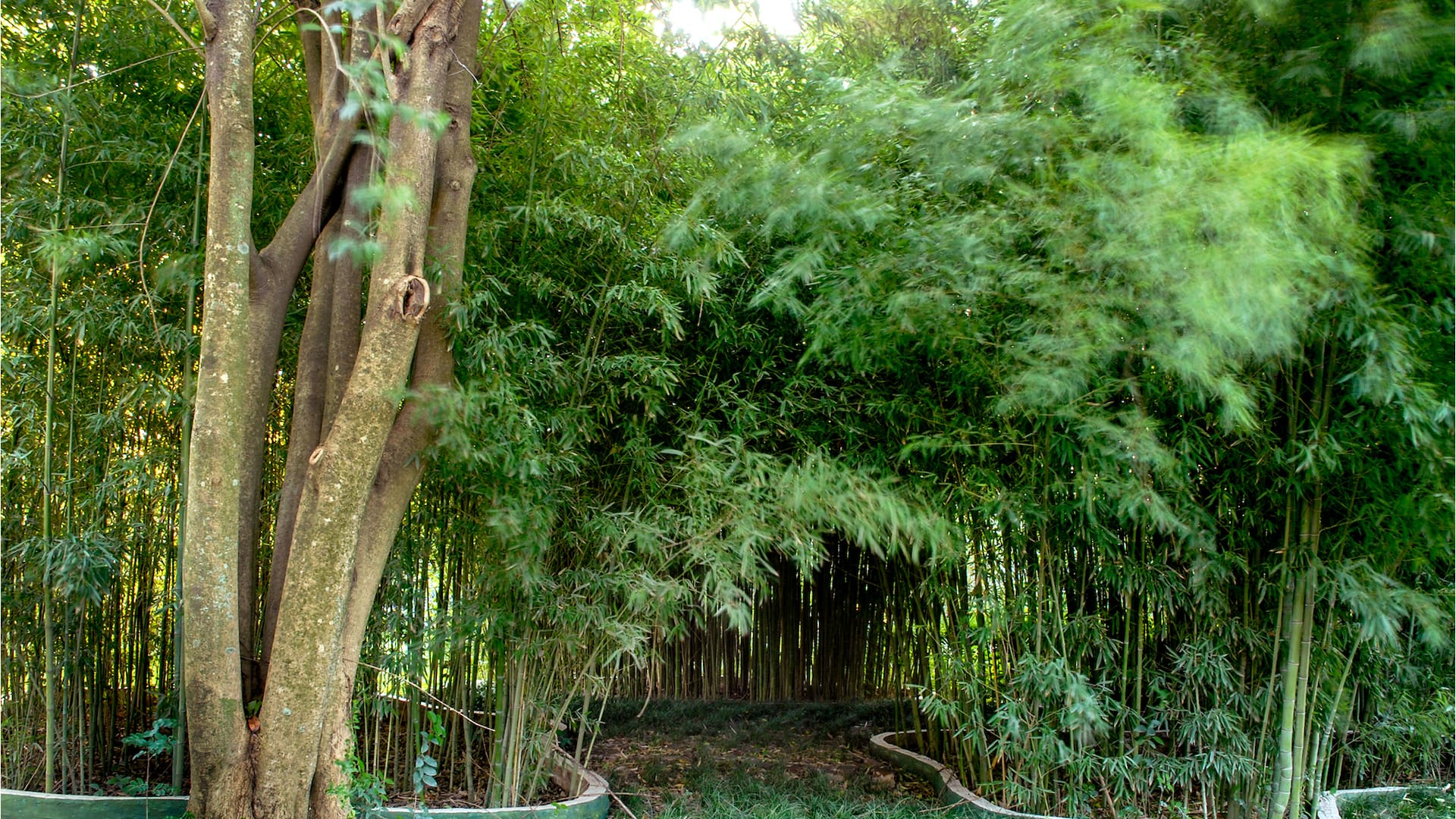 Protege la casa: cuál es la planta que, en la entrada, crea una barrera contra las “malas energías”