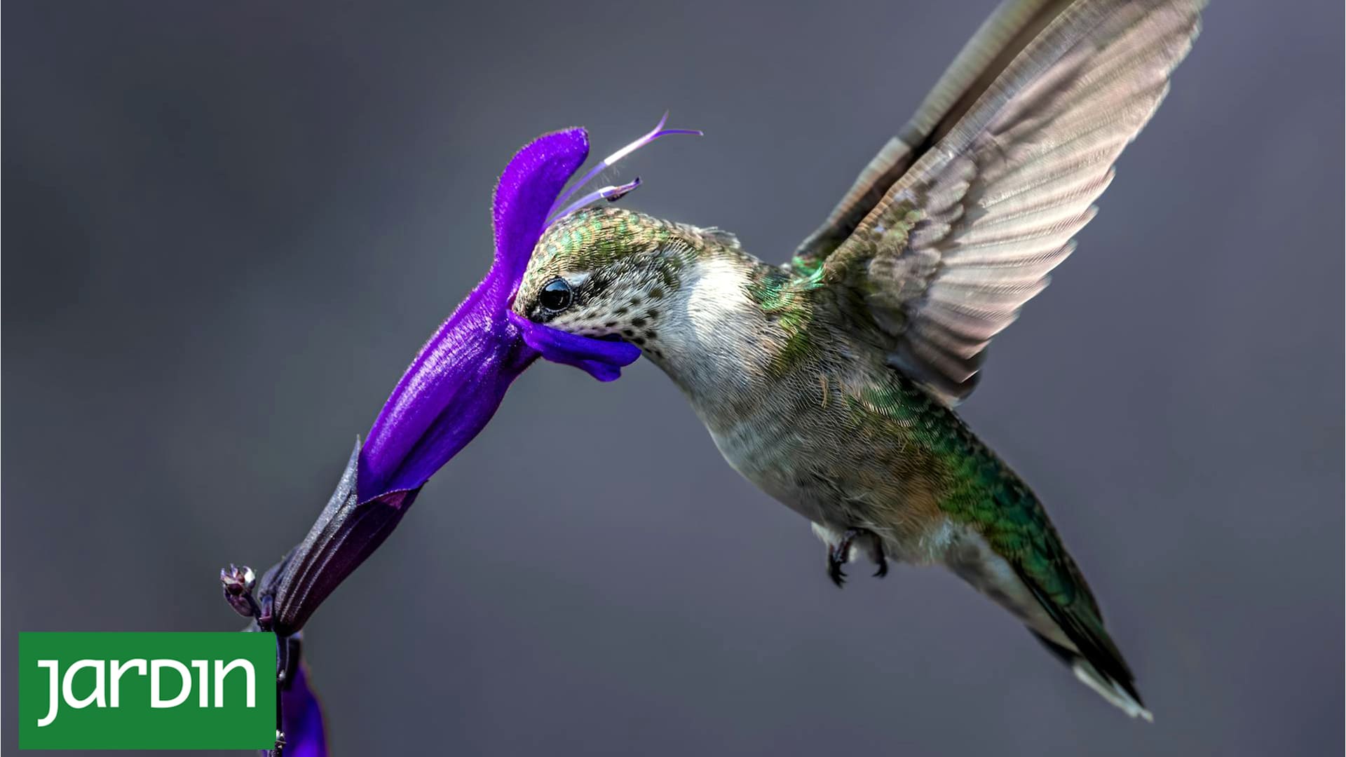 Tres plantas con flores muy llamativas que son irresistibles para los colibríes